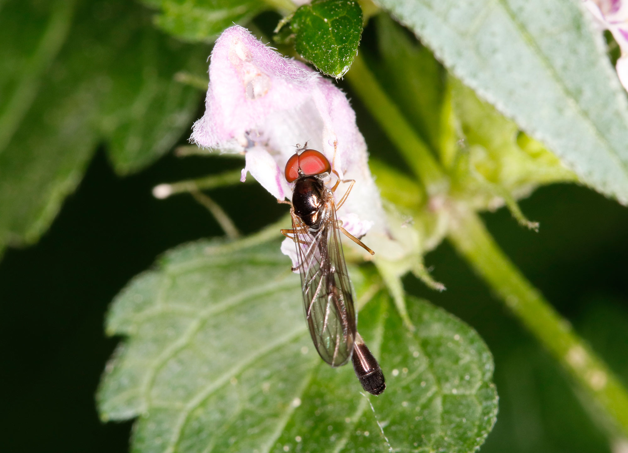 Syrphidae: Baccha elongata maschio e femmina